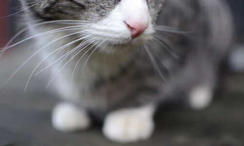 戴资颖扛起全队，印度队轻取韩国队，一场团队与个人英雄主义的完美交响