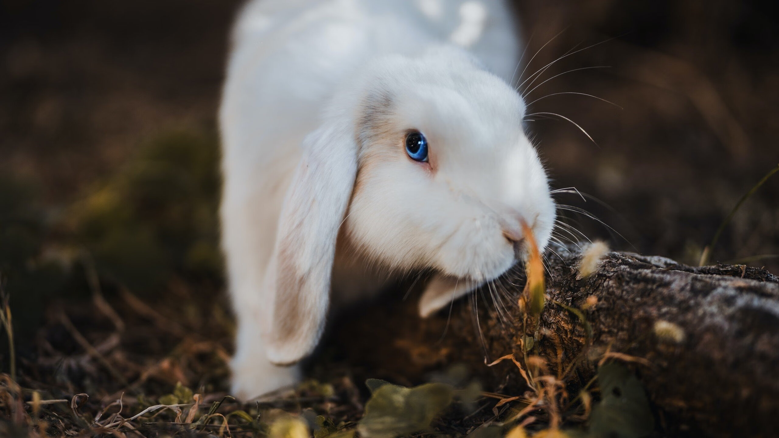 爱游戏大厅-钢铁意志下的新荣耀，兹维列夫扛起德国战车，戴维斯杯横扫东道主