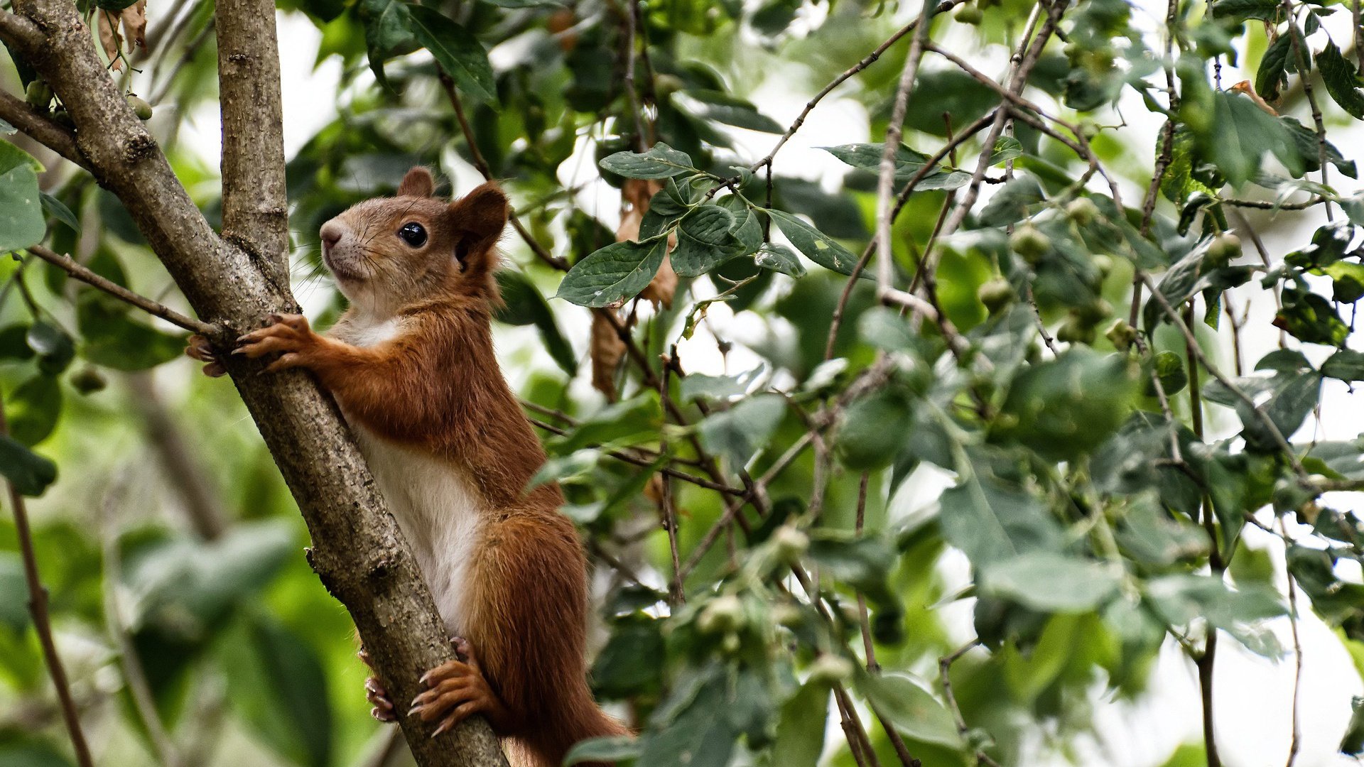 最后三分钟,一头公牛如何成为点燃赛场的红色火焰