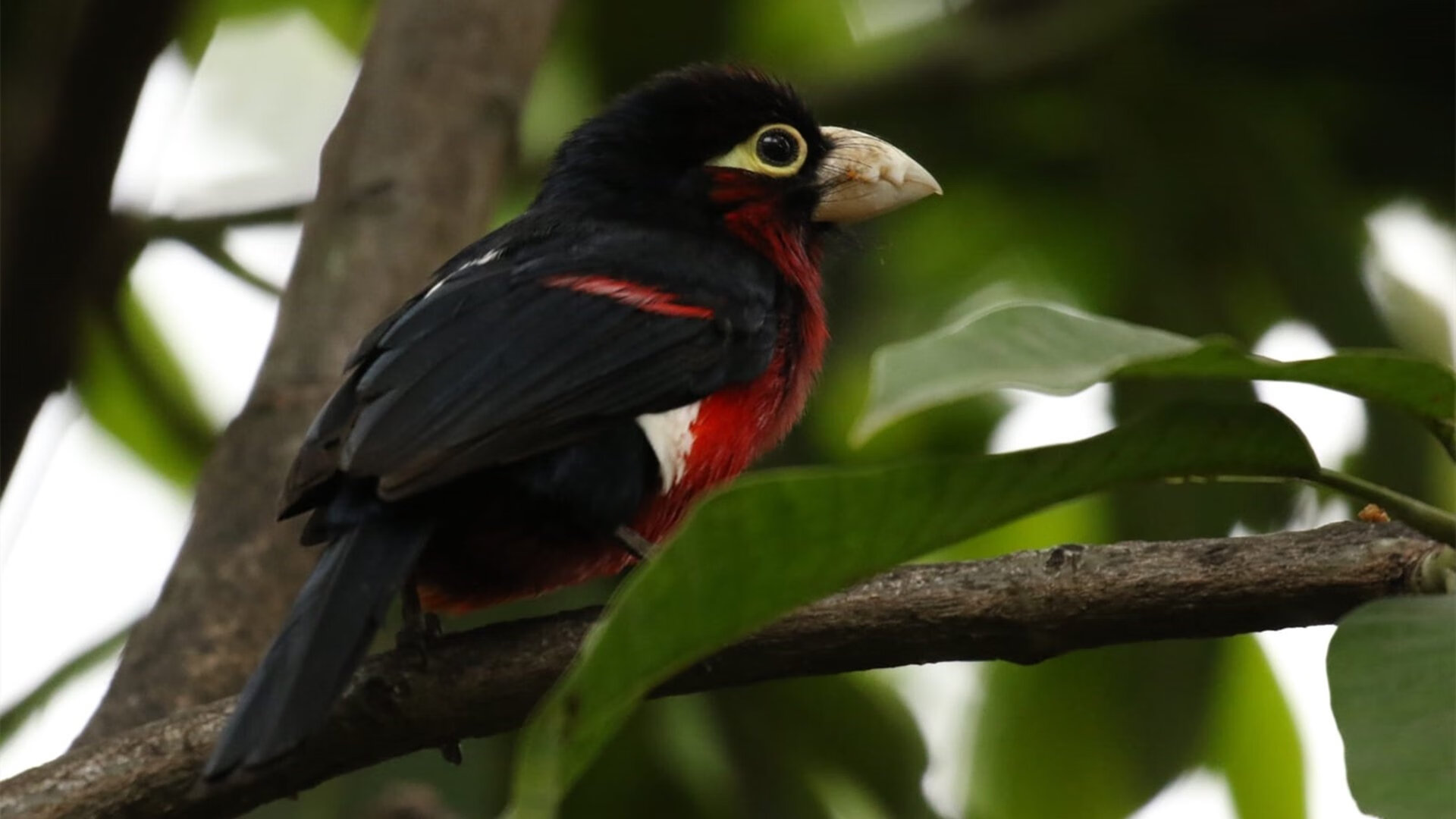 雨夜绝杀,周冠宇制胜超越,索伯车队逆袭梅赛德斯的奇迹之夜
