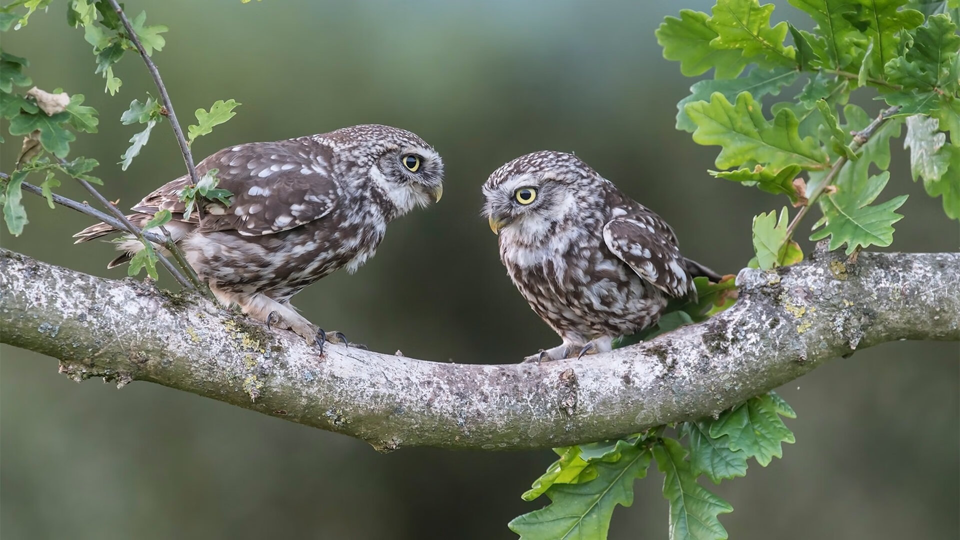 银箭的逆袭,梅赛德斯战术博弈翻盘阿斯顿·马丁,勒克莱尔上演高光突围