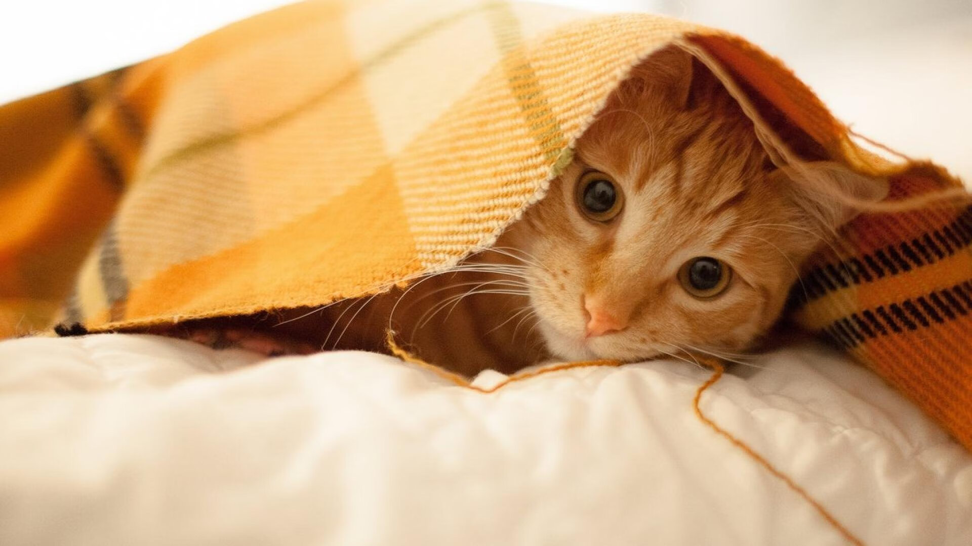 铁壁与暴雨,拉亚单骑救主,希腊得分雨击沉玻利维亚