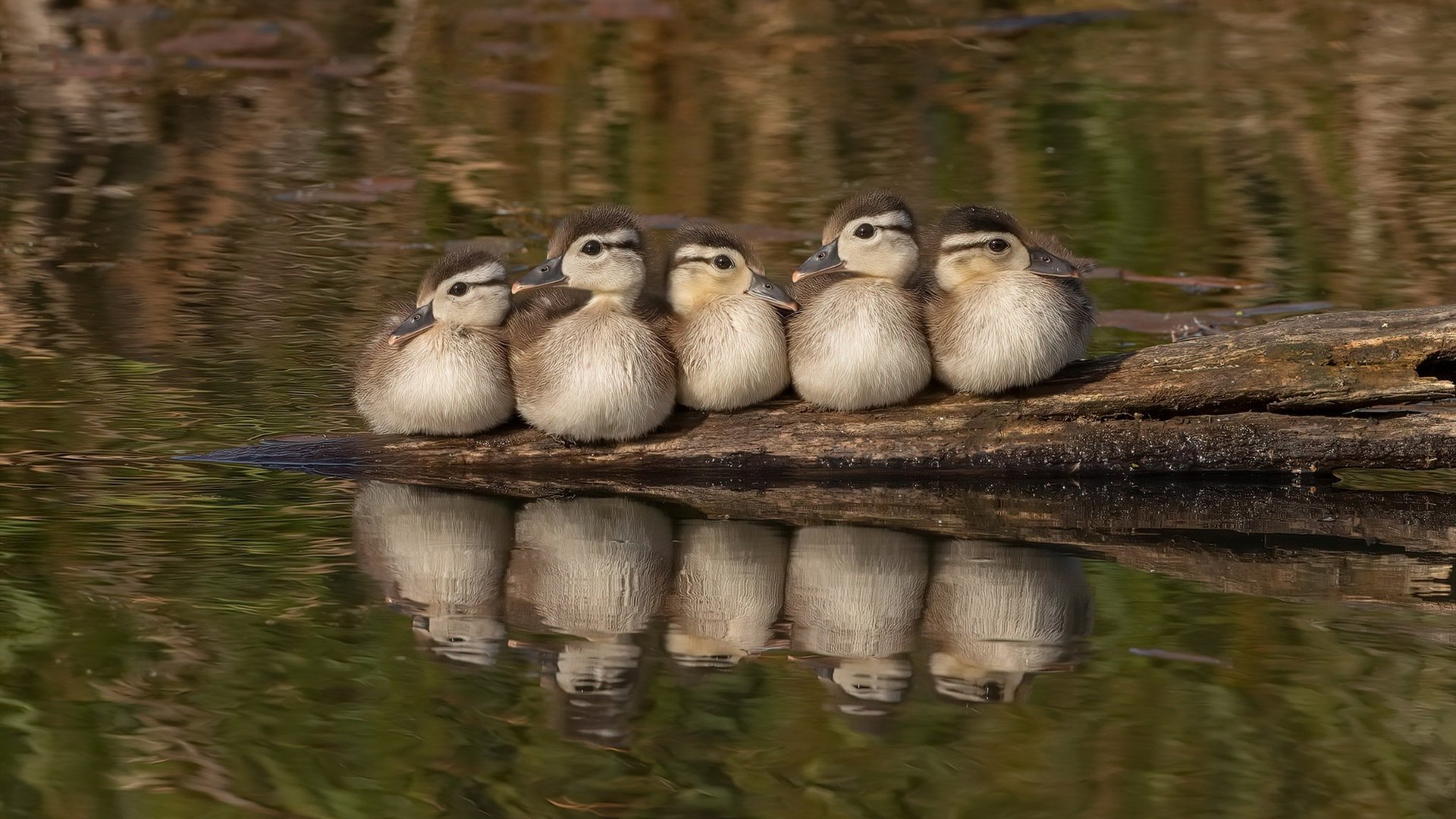 委内瑞拉对阵阿尔及利亚，维尼修斯让对手完全无解
