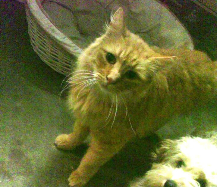 绿茵场与资本的角力，当西班牙国家德比遇见上海收割黄蜂