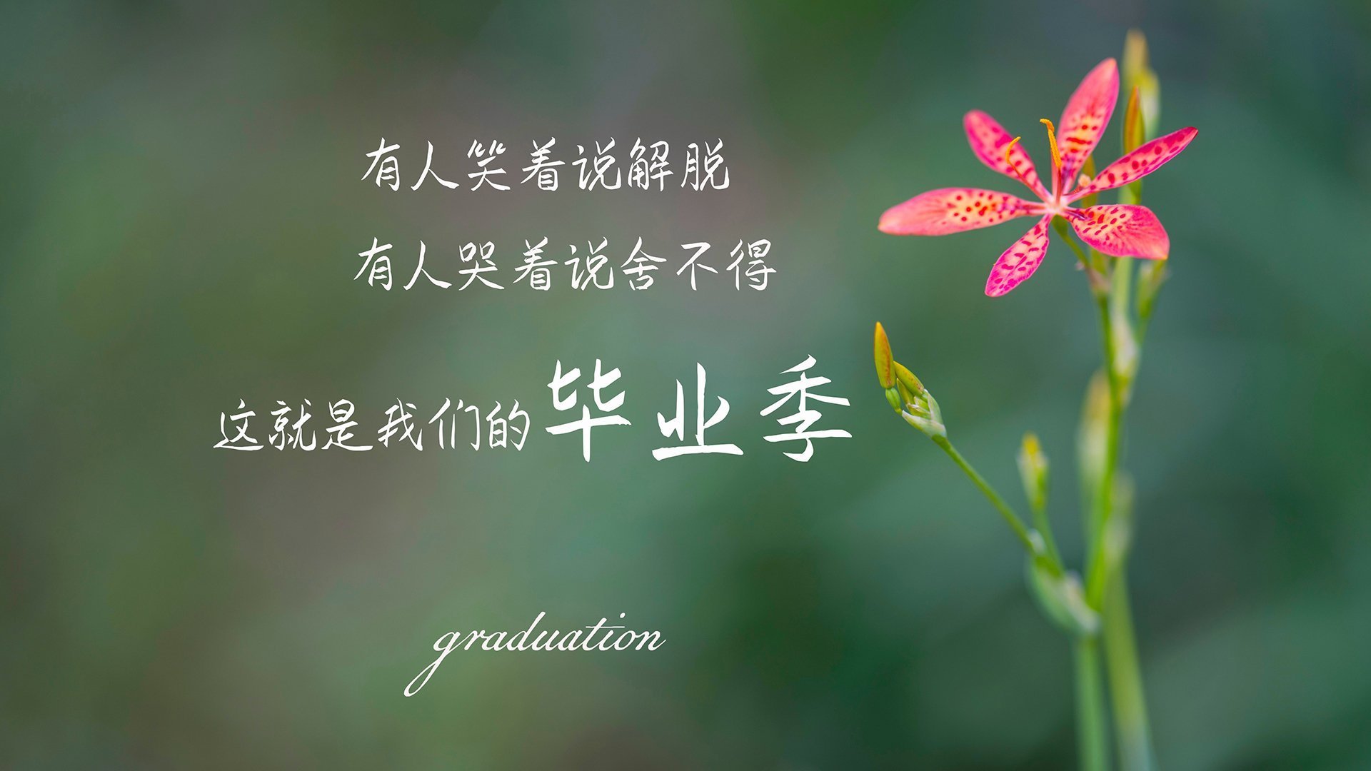 齿轮与飞翼,当精密节奏遇见孤胆接管