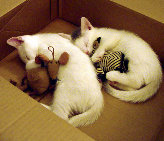 冰与火之歌，杰伦·格林三城记下的绝杀传说