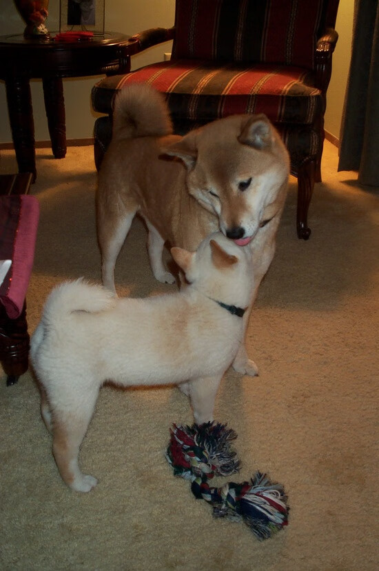 绝境中的艺术品，当欧文和文班亚马同时接管比赛