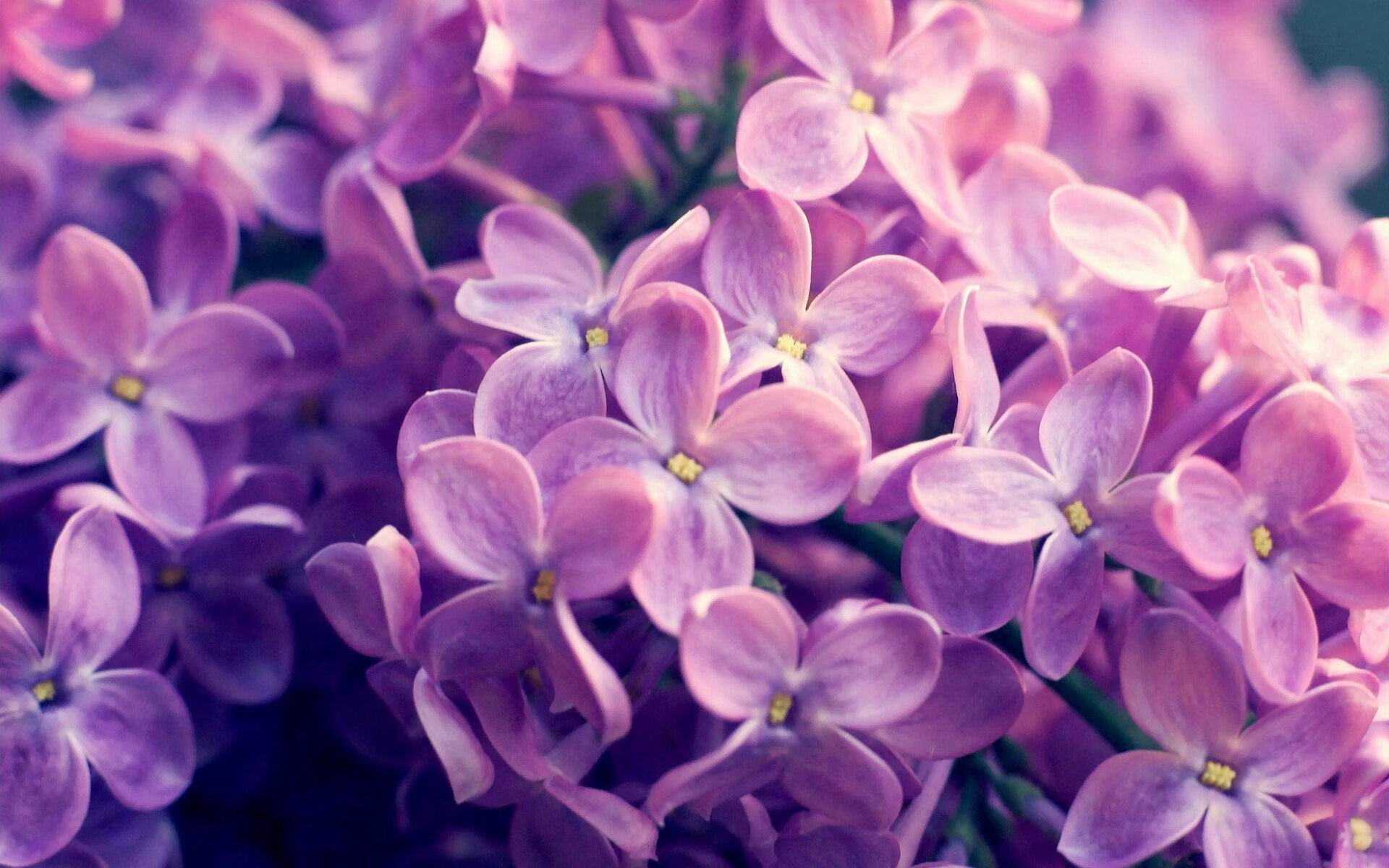 爵士团队铁壁，当防守成为艺术，篮网巨星群黯然失色