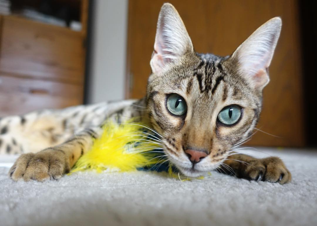 红龙咆哮伯纳乌，当欧冠半决赛的绿茵，响起威尔士的橄榄枝与美国的爵士乐