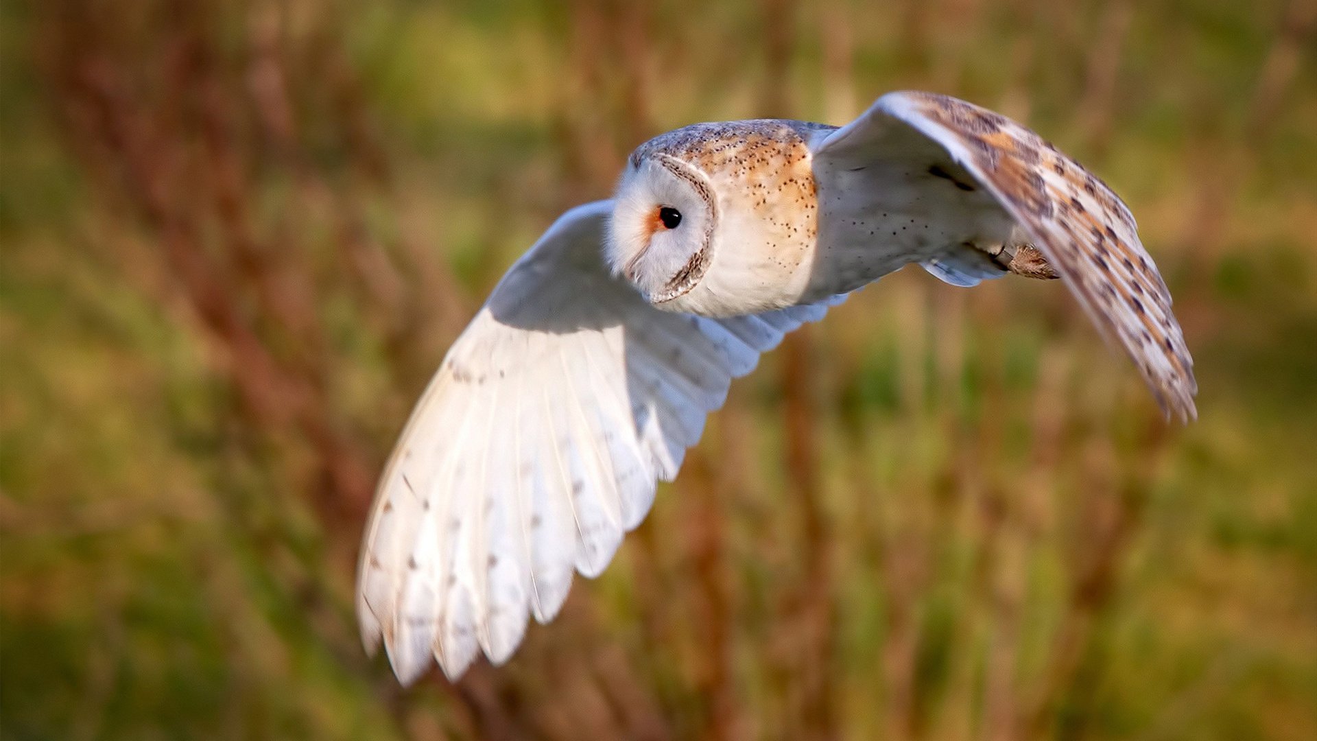 战火与绿茵，比利亚雷亚尔与伊拉克友谊赛背后的外交风云