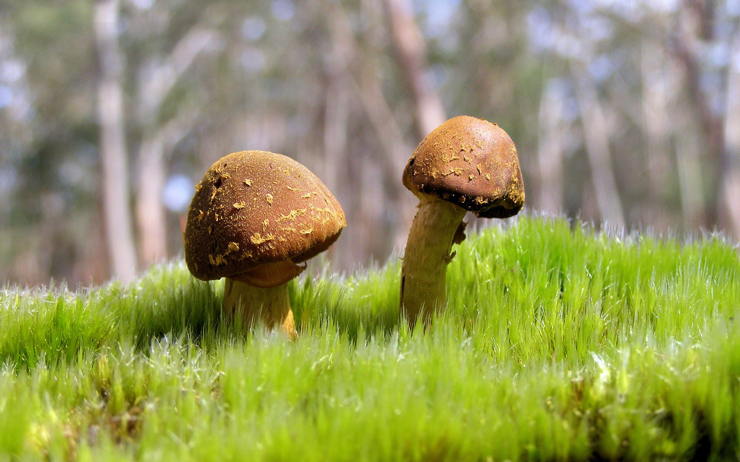 平凡球队中的非凡一夜，杰伦·格林如何在对阵骑士时写下草根逆袭的教科书