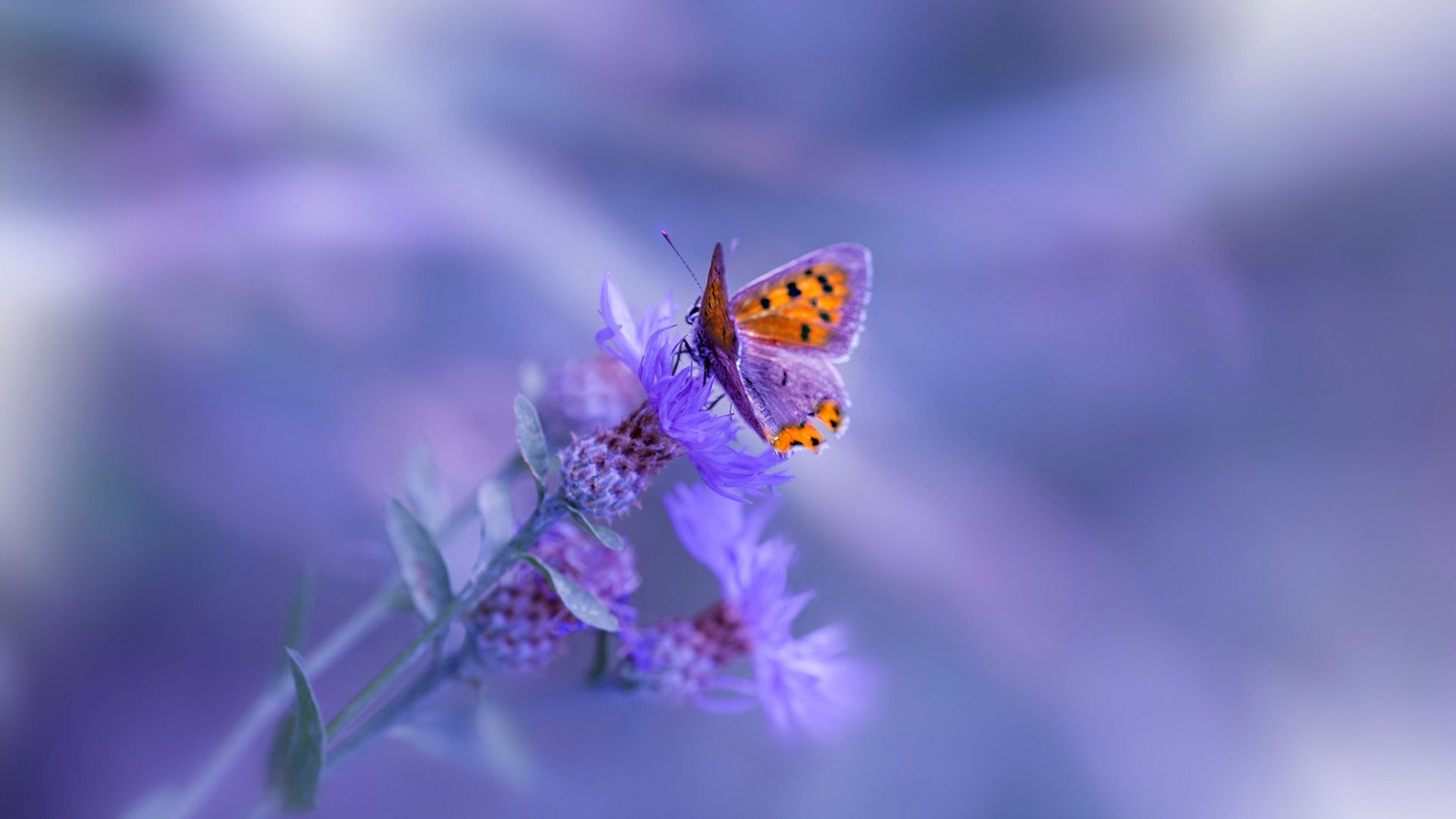 戈贝尔铸就内线长城，生涯之夜助掘金力克浙江