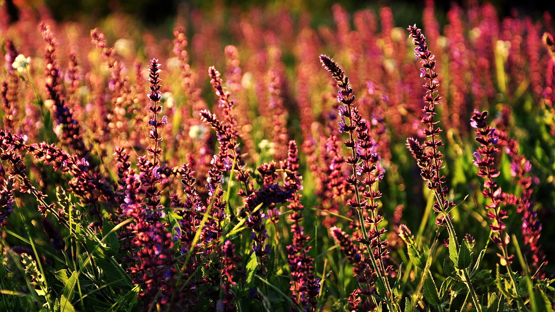绿茵双响炮，拉什福德独闯龙潭引爆全场，加拿大读秒绝杀奥地利震撼足坛