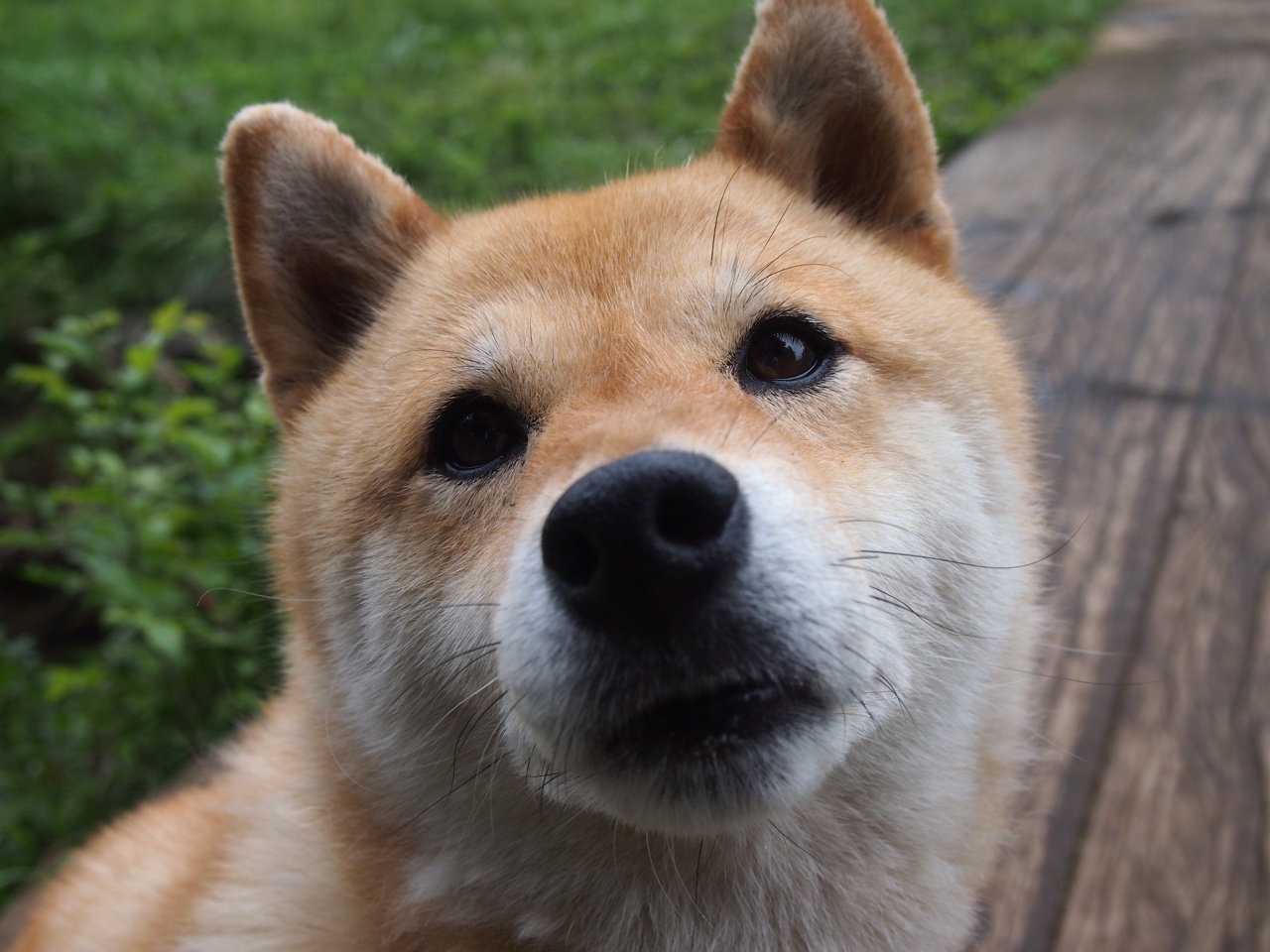 当「生涯之夜」遇上「不可复制」解析东契奇广厦对阵黄蜂的非凡一战