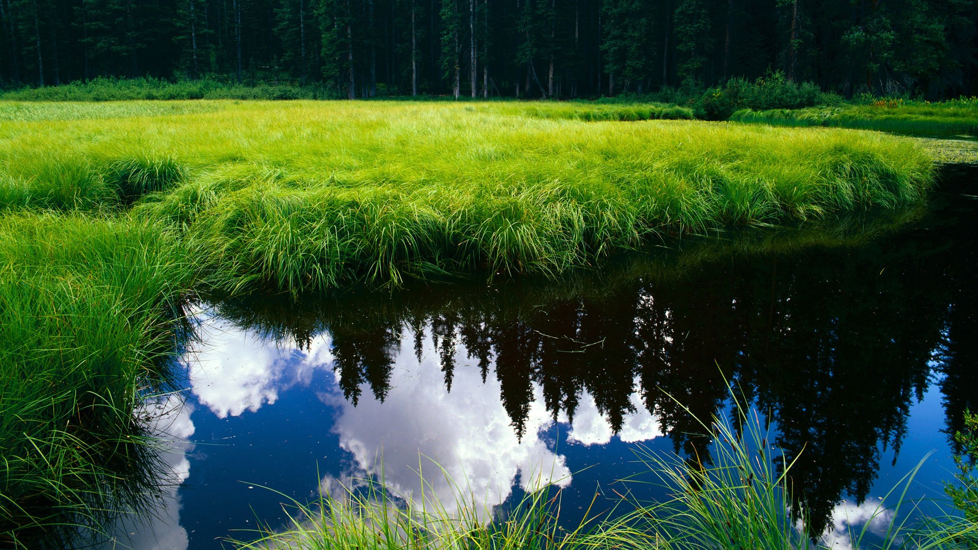 今夜再无重播，霍勒迪与那记球鞋与草地的约定
