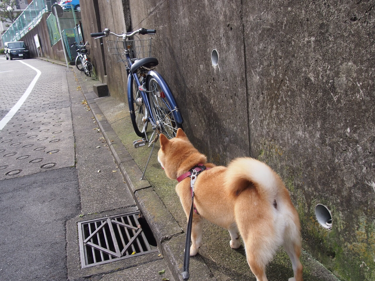 爱游戏在线-风洞与蜂巢，F1年度争冠焦点战中的黄蜂战术如何窒息浙江队